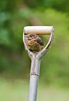 Handles: Blackbird E youngster on garden fork