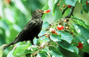 Cherries: BLACKBIRD - eating cherries