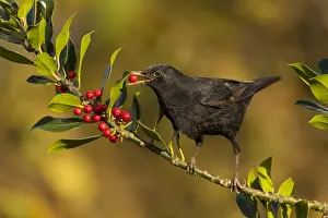 Blackbirds: Blackbird - Eating Holly Berries - Cornwall - UK