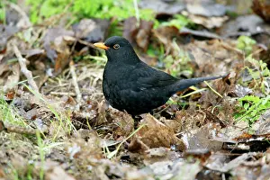 Hail: Blackbird - Feeding in hail in dead leaves