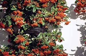 Coccinea: BLACKBIRD - feeding on pyracantha coccinea