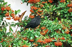 Coccinea: BLACKBIRD - feeding on pyracantha coccinea