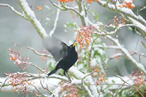 Rowan: Blackbird - feeding on Rowan Berries in Snow
