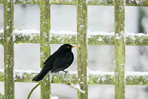 Rowan: Blackbird - feeding on Rowan Berries in snow in Garden