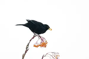 Rowan: Blackbird - feeding on Rowan Berries in snow in Garden