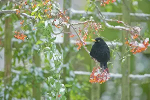 Rowan: Blackbird - feeding on Rowan Berries in snow in Garden