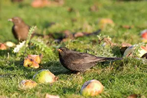 Windfall: Blackbird - Feeding on windfall apples