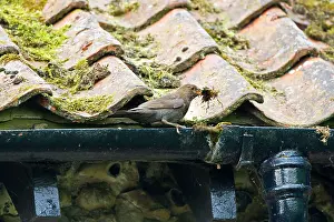 Drain: Blackbird - Female collecting nest material from roof drain
