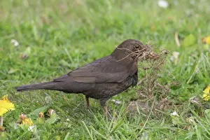 Thrushes: Blackbird - female collecting nesting material on