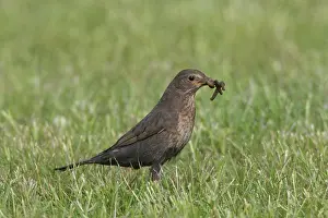 Worms: Blackbird - female collecting worms for chicks in