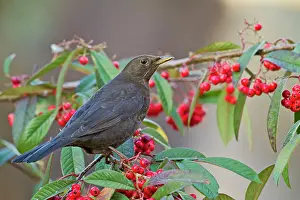 Cotoneaster: Blackbird - female on cotoneaster berries