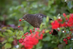 Blackbirds: Blackbird female eating Pyracantha berries