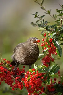 Blackbirds: Blackbird female eating Pyracantha berries