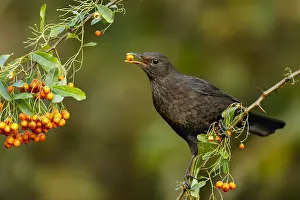 Blackbirds: Blackbird - Female Eating Pyracantha Berry - Cornwall - UK