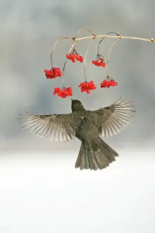 Guelder: Blackbird - female feeding on Guelder Rose berries in winter