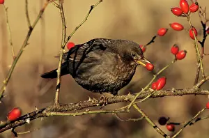 Rosehip: BLACKBIRD - female feeding on rosehips in winter