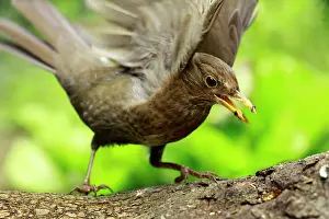Taking: Blackbird - female in flight taking off