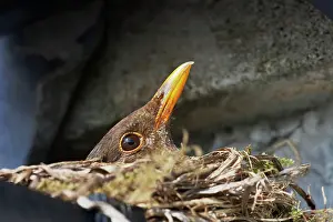 Croft: Blackbird - Female on nest made in croft guttering