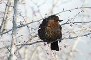Puffed: Blackbird - female perched in frost covered branches