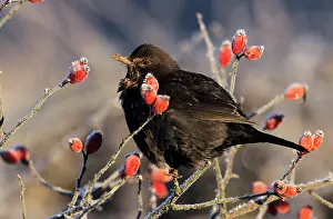 Rosehip: BLACKBIRD - female on rosehip bush in winter