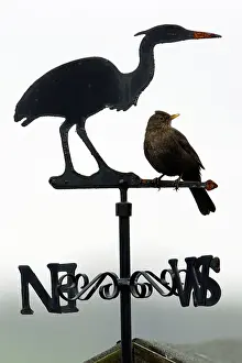 Vane: Blackbird - Female sitting on 'Heron' weather-vane