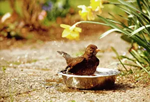Monica Goth: Blackbird - Female taking a bath in a dogs water basin