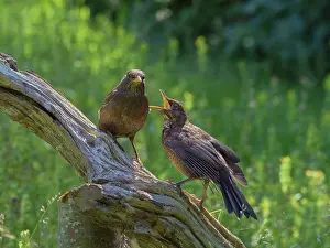 Geoff Du Feu: Blackbird - fledged juvenile begging for food from mother