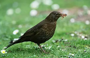 Earthworms: BLACKBIRD - with food in beak