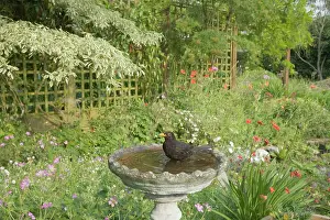Birdbath: Blackbird - In garden birdbath