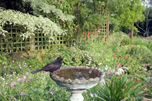 Birdbath: Blackbird - In garden birdbath
