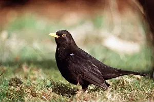 Blackbirds: BLACKBIRD - on grass