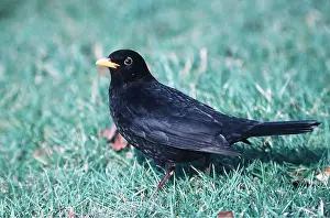 Blackbirds: BLACKBIRD - on ground