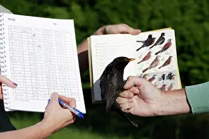 Identifying: Blackbird - identifying and making notes on captured bird