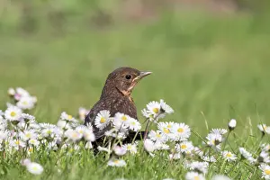960521: Blackbird - juvenile on lawn with diasies