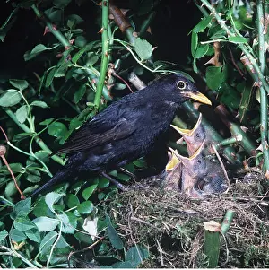 Karin Laub: BLACKBIRD - male adult and young