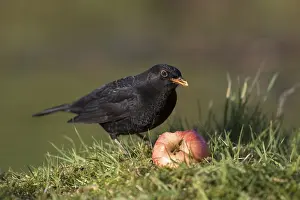 Blackbirds: Blackbird - Male - With Apple - Cornwall - UK