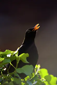 Fencepost: Blackbird - Male, back-lit singing from fencepost
