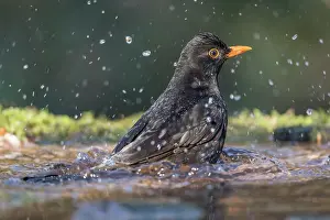Splash: Blackbird - Male - Bathing - UK