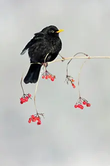 Guelder: Blackbird - male on branch of Guelder Rose bush in winter