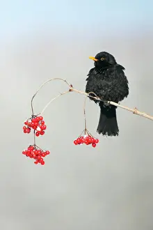 Guelder: Blackbird - male on branch of Guelder Rose bush in winter