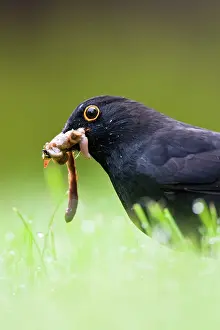 Earthworms: Blackbird - Male collecting earthworms on garden