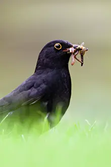Earthworms: Blackbird - Male collecting earthworms on garden