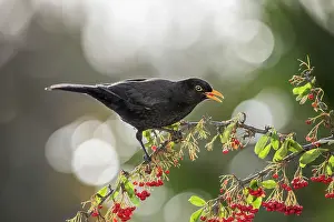 Berry: Blackbird - Male - Eating Berries - UK
