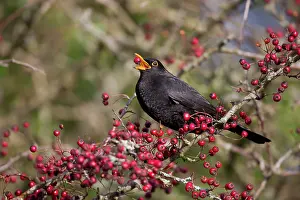 Blackbirds: Blackbird male eating Hawthorn Berries