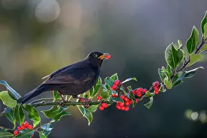Holly: Blackbird - Male - Eating Holly Berry - UK
