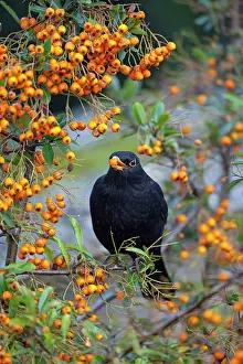 Pyracantha: Blackbird - male eating Pyracantha Berries