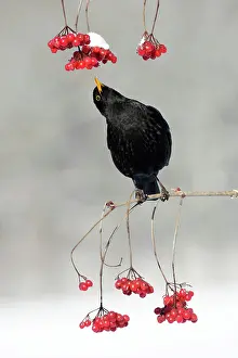 Guelder: Blackbird - male feeding on Guelder Rose berries in winter