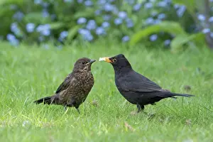 960521: Blackbird - male feeding juvenile on lawn