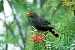Nancy Jennings: Blackbird - male feeding on Rowan berries