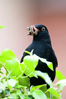 Earthworms: Blackbird - Male on fencepost with red brick house